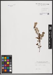 Foto von Salix aurita L. x Salix repens L.
